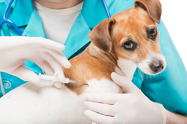 Cute white small dog gets a special syringe vet microchipping mandatory for eu pets in the veterinary clinic