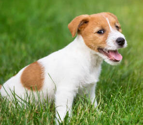 Happy smiling jack russell terrier dog pet puppy sitting in the grass