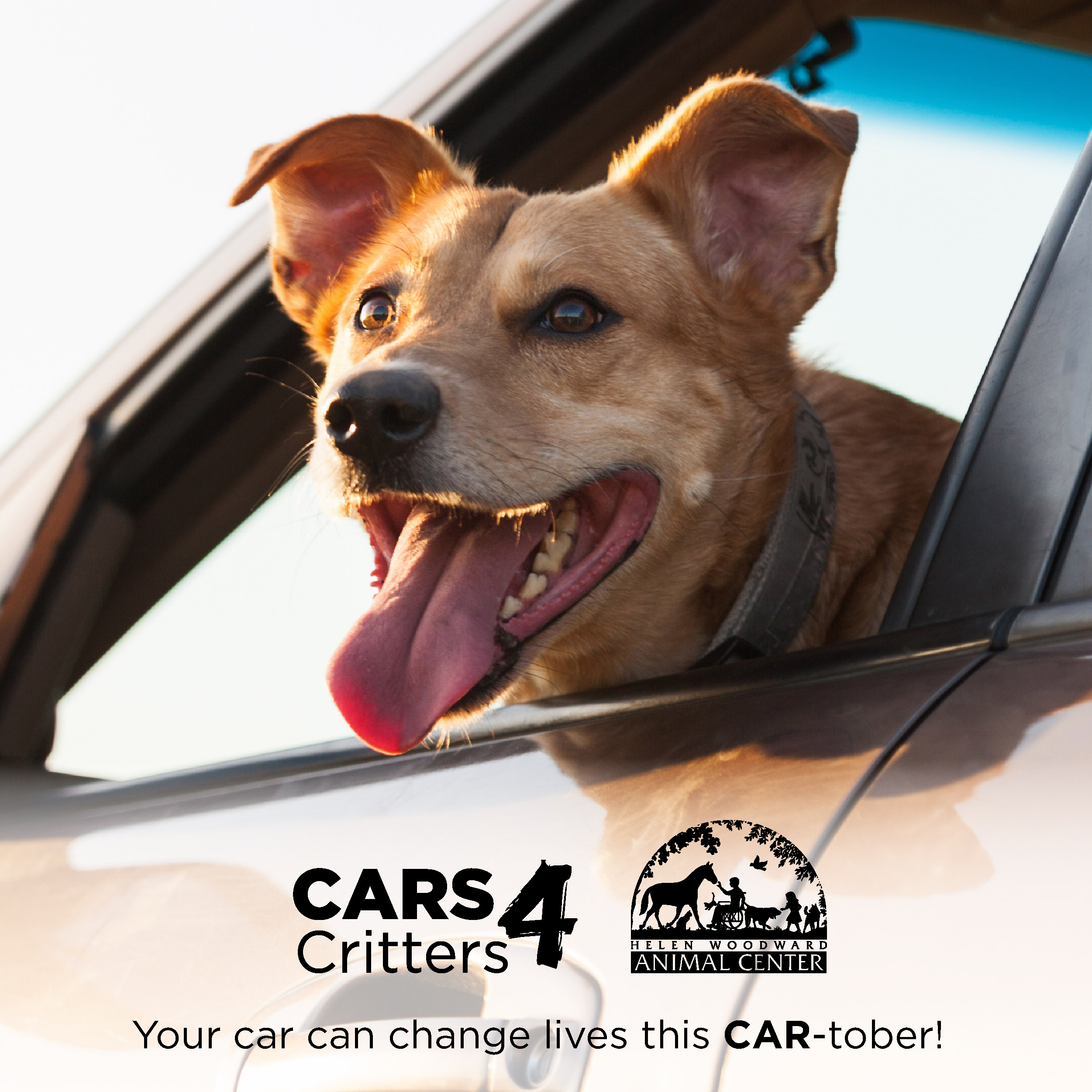 cartober- dog sticking head out of window