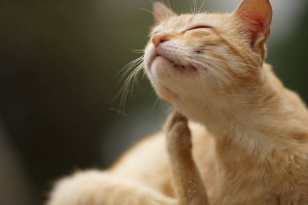 Cat paw scratches behind the ear, outdoor closeup portrait. Fleas and ticks in domestic animals.