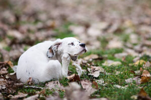 "Cute English setter baby girl sitting and scratching in the park, 2months old"