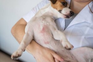 Veterinarian holding a jack russell terrier dog with dermatitis
