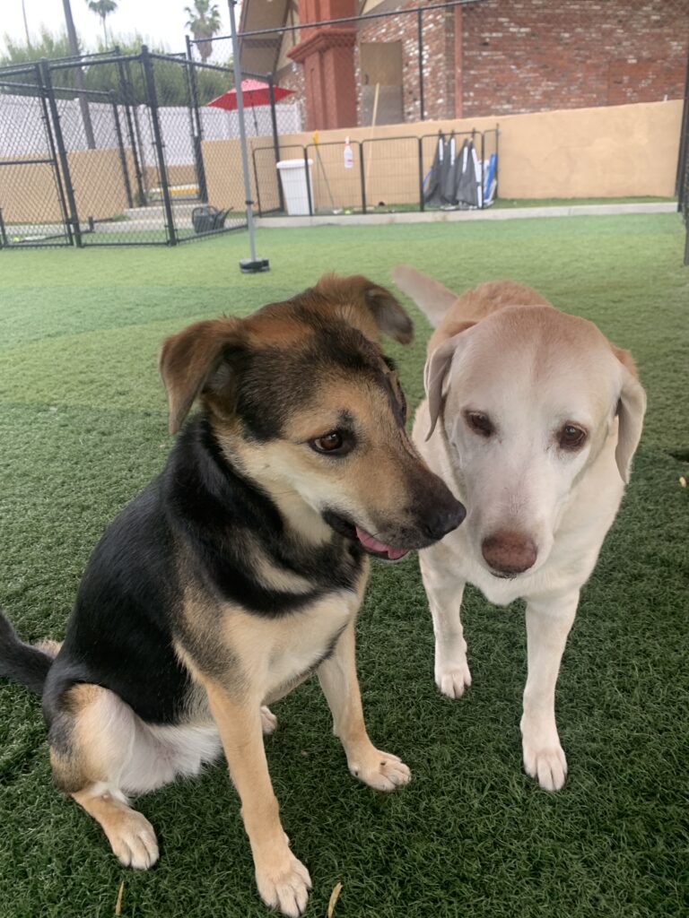 Two dogs side by side, one with a dark coat sitting, the other is blond and standing