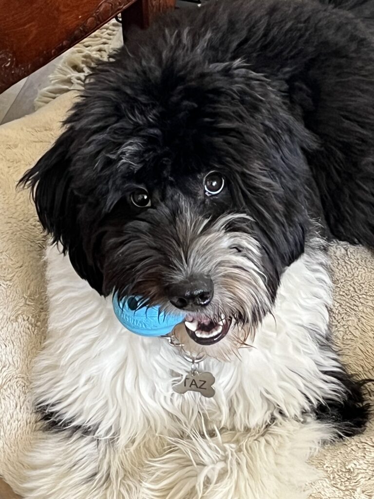A black dog looking at a camera with a blue chew toy in its mouth