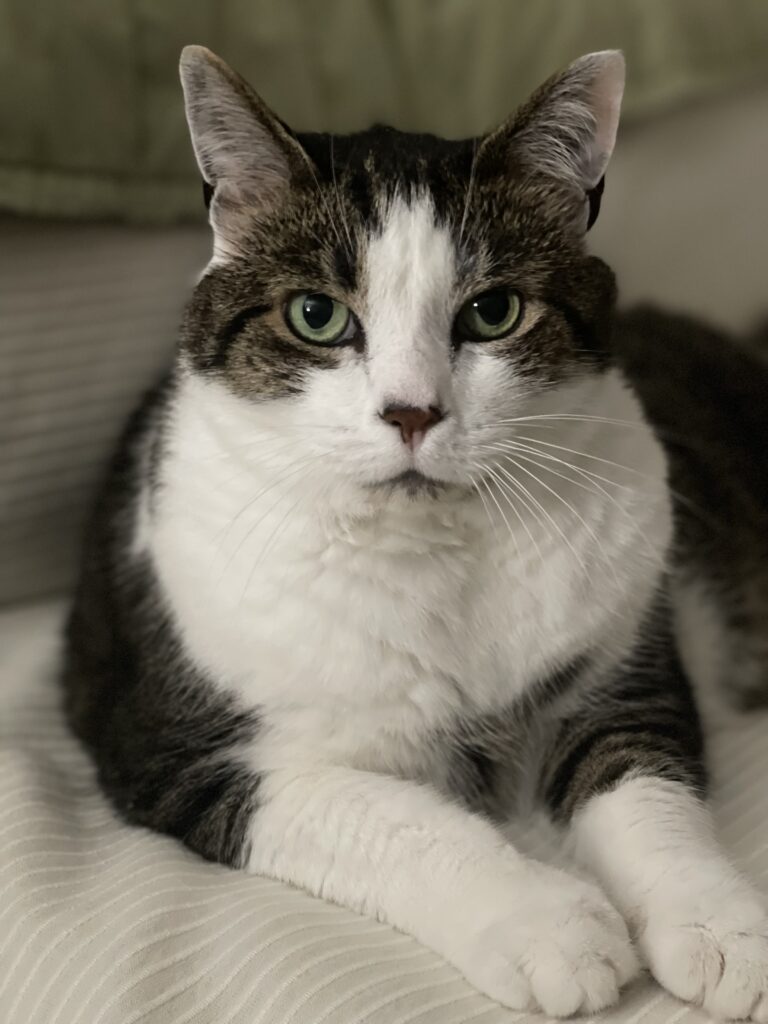 A black and white cat looking at a camera