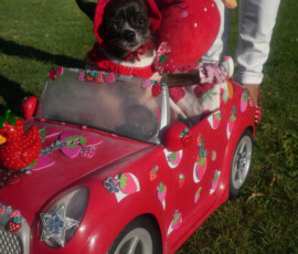 3rd place winner Sparkle