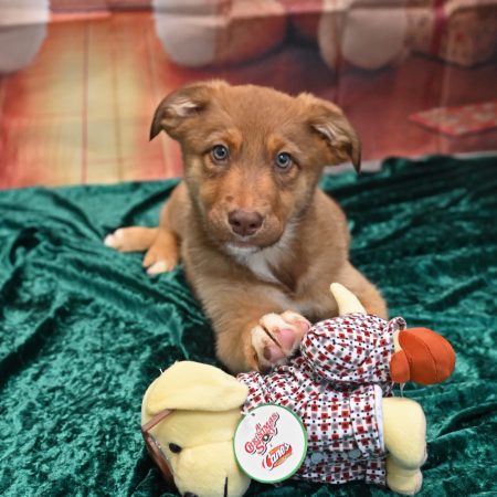 A small brown puppy laying down and staring at the camera.