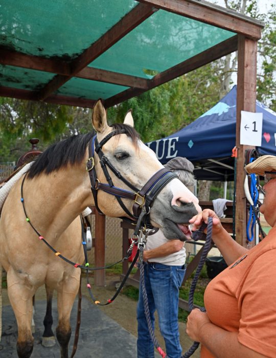 a tan horse kissing a humans hand