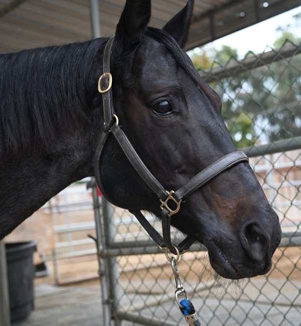 Poquita Horse Head shot